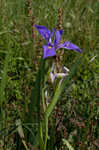 Giant blue iris